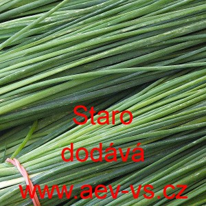 Pažitka pobřežní Staro