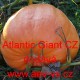 Tykev velkoplodá Atlantic Giant CZ