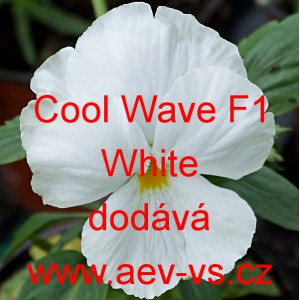 Maceška zahradní převislá Cool Wave F1 White