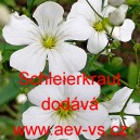 Šater lepý ozdobný Schleierkraut