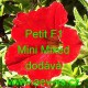 Petunie hybrida Petit F1 Mini Mixed