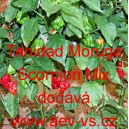 Paprika pálivá čilí Trinidad Moruga Scorpion Mix