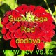 Ostálka sličná, lepá Super Yoga Red