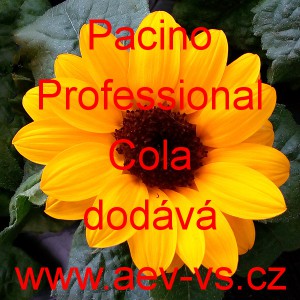 Slunečnice roční Pacino Professional Cola