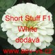 Ostálka sličná, lepá Short Stuff F1 White