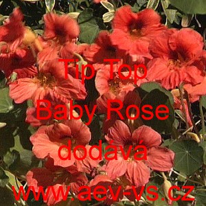 Lichořeřišnice menší, peruánská Tip Top Baby Rose