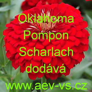 Ostálka sličná, lepá Oklahoma Pompon Scharlach