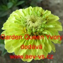 Ostálka sličná, lepá Garden Queen Yvory