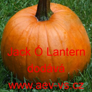 Okrasná tykev Jack Ó Lantern