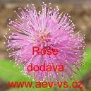 Citlivka stydlivá Rose