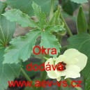 Ibišek jedlý Okra