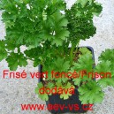 Petržel naťová kadeřavá Frisé vert foncé/Frison