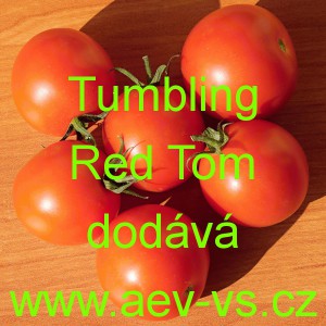 Rajče balkonové přepadávající (převislé) Tumbling Red Tom