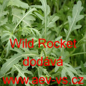 Rukola divoká Wild Rocket