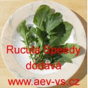 Roketa Rucula Speedy