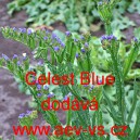 Limonka chobotnatá statice Celest Blue