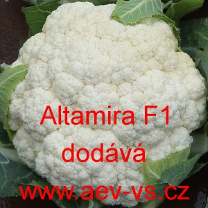 Květák hybridní Altamira F1